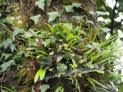 Bulbophyllum pectinatum