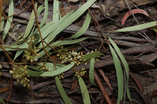 Image of Eucalyptus woollsiana by (c) Greg Tasney, some rights reserved (CC BY-SA)