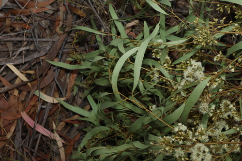 Image of Eucalyptus woollsiana by (c) Greg Tasney, some rights reserved (CC BY-SA)
