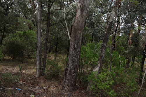 Image of Eucalyptus woollsiana by (c) Greg Tasney, some rights reserved (CC BY-SA)