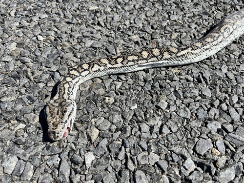 Inland Carpet Python sighting