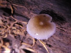 Mycena chlorophos