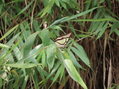 Polyura narcaea meghaduta