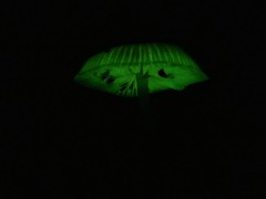 Mycena chlorophos