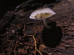 Mycena chlorophos
