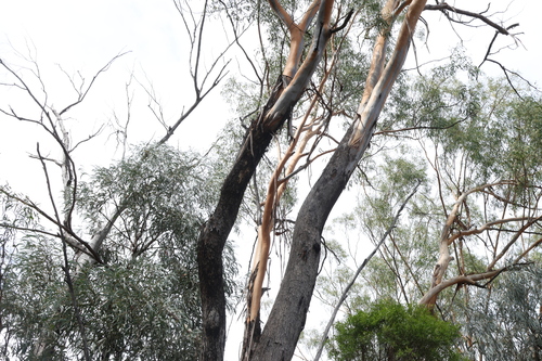 Image of Eucalyptus woollsiana by (c) Greg Tasney, some rights reserved (CC BY-SA)
