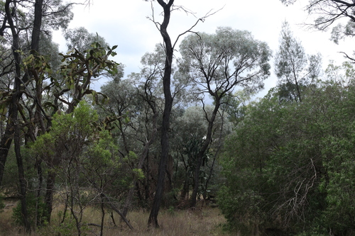 Image of Acacia harpophylla by (c) Greg Tasney, some rights reserved (CC BY-SA)