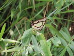 Polyura narcaea meghaduta
