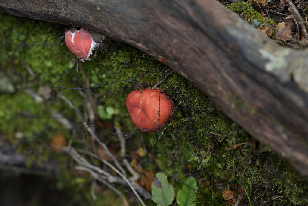 Russula kermesina · March 2025 · photo: © christopherstephens (iNaturalist, cc-by)
