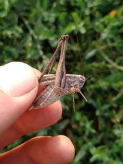 Platycleis intermedia