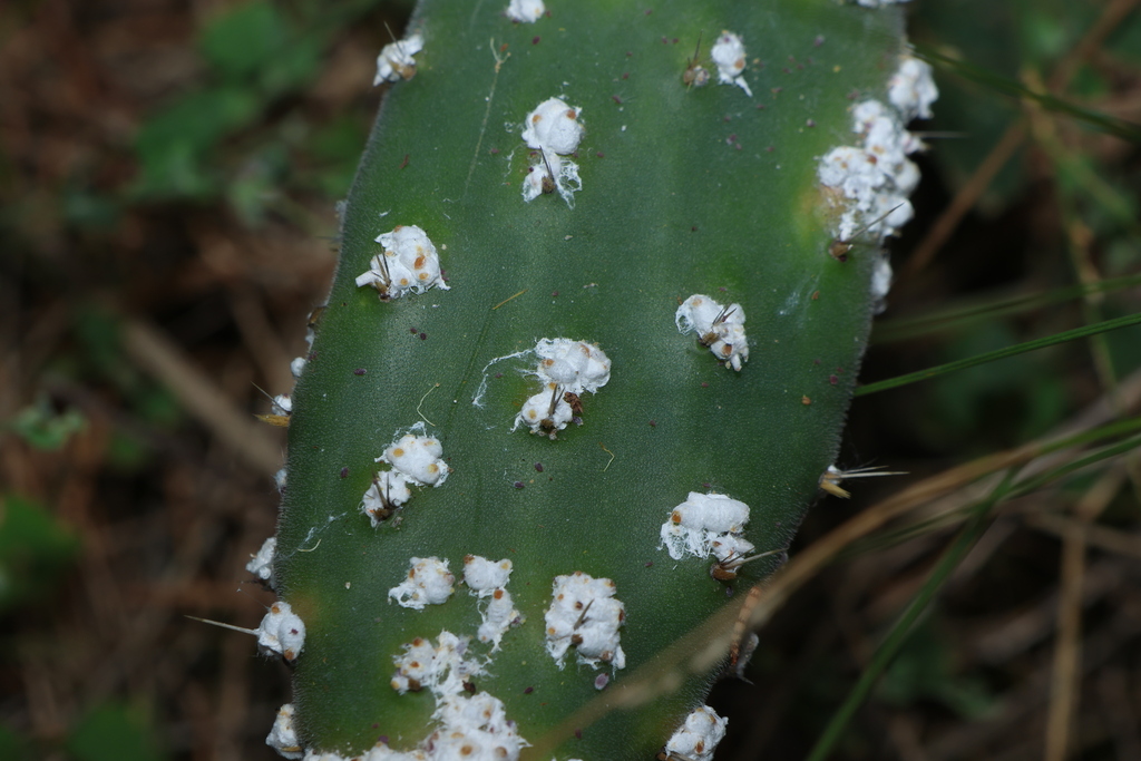 False carmine cochineal