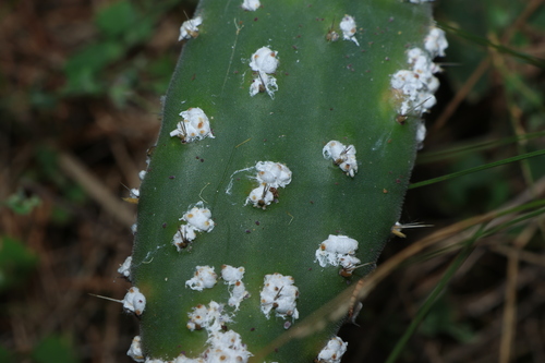 False carmine cochineal