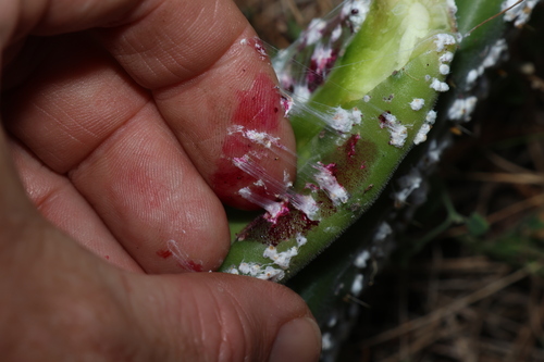 Cactus Scattered Cochineal photo 3