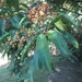 Miconia longifolia - Photo (c) yaoshawn, algunos derechos reservados (CC BY-NC), subido por yaoshawn