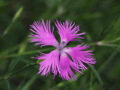 Dianthus longicalyx