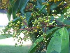 Miconia longifolia