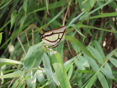 Polyura narcaea meghaduta