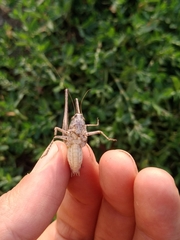 Platycleis intermedia