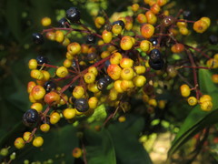 Miconia longifolia
