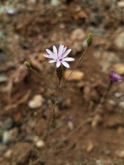 Lessingia nemaclada