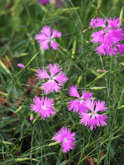 Dianthus longicalyx