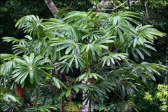 Cecropia sciadophylla