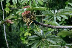Cecropia sciadophylla