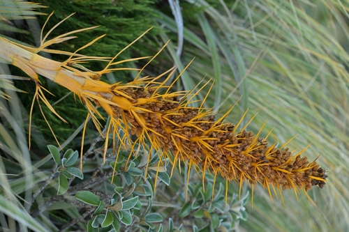 Image of Aciphylla colensoi by (c) Christopher Stephens, some rights reserved (CC BY-SA)