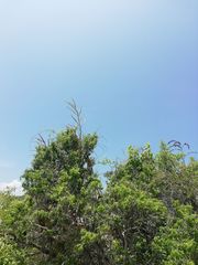 Tillandsia huamelulaensis