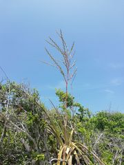 Tillandsia huamelulaensis