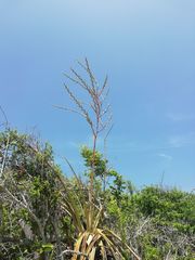 Tillandsia huamelulaensis