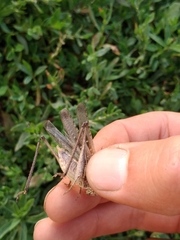 Platycleis intermedia