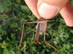 Platycleis intermedia