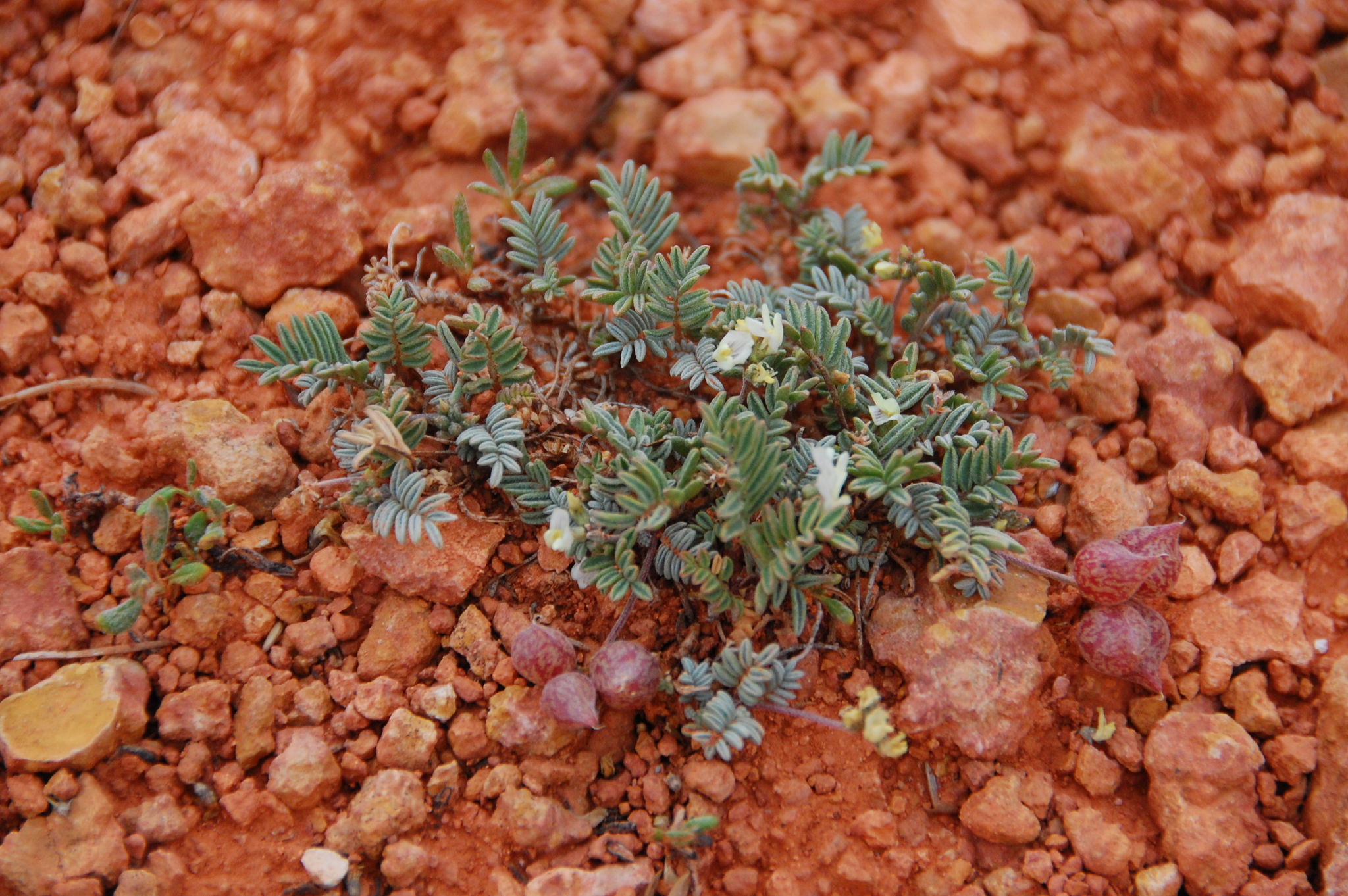 Astragalus limnocharis var. limnocharis