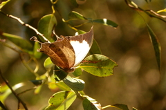 Consul electra electra