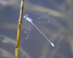 Lestes forficula