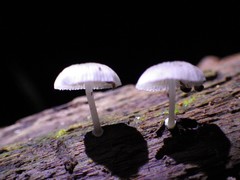 Mycena chlorophos