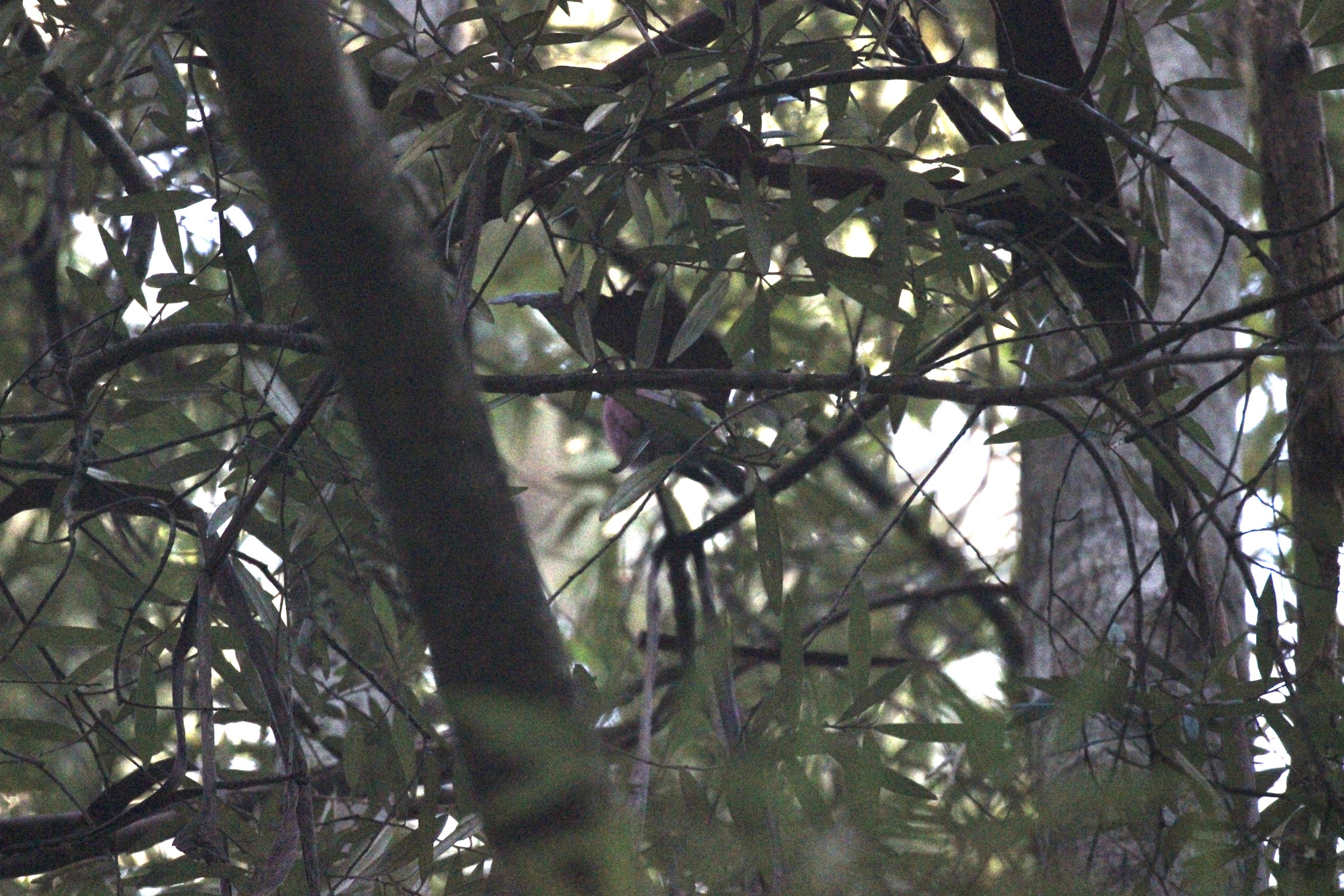 Pink Robin (Petroica rodinogaster), photo 7