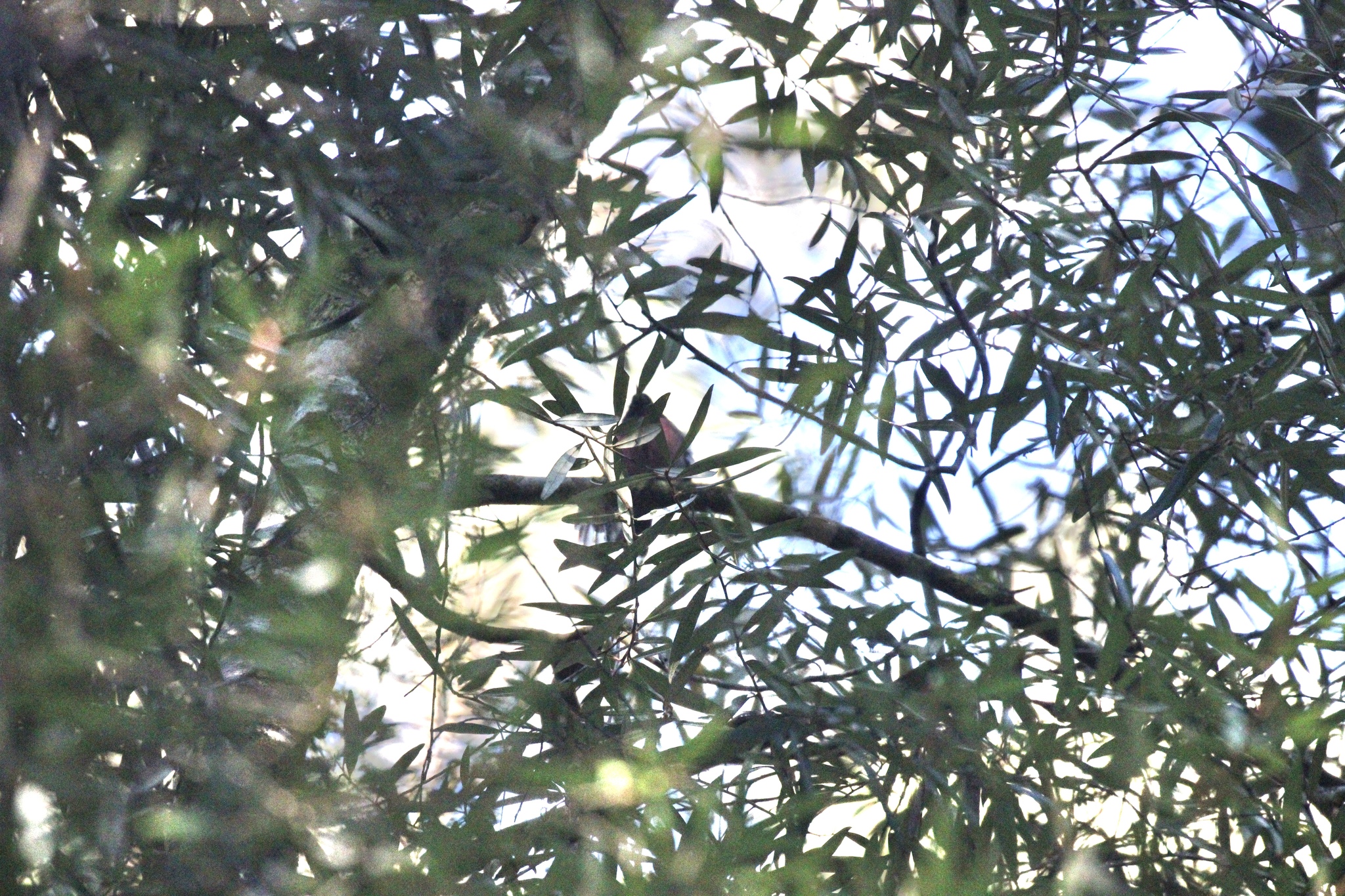Pink Robin (Petroica rodinogaster), photo 8