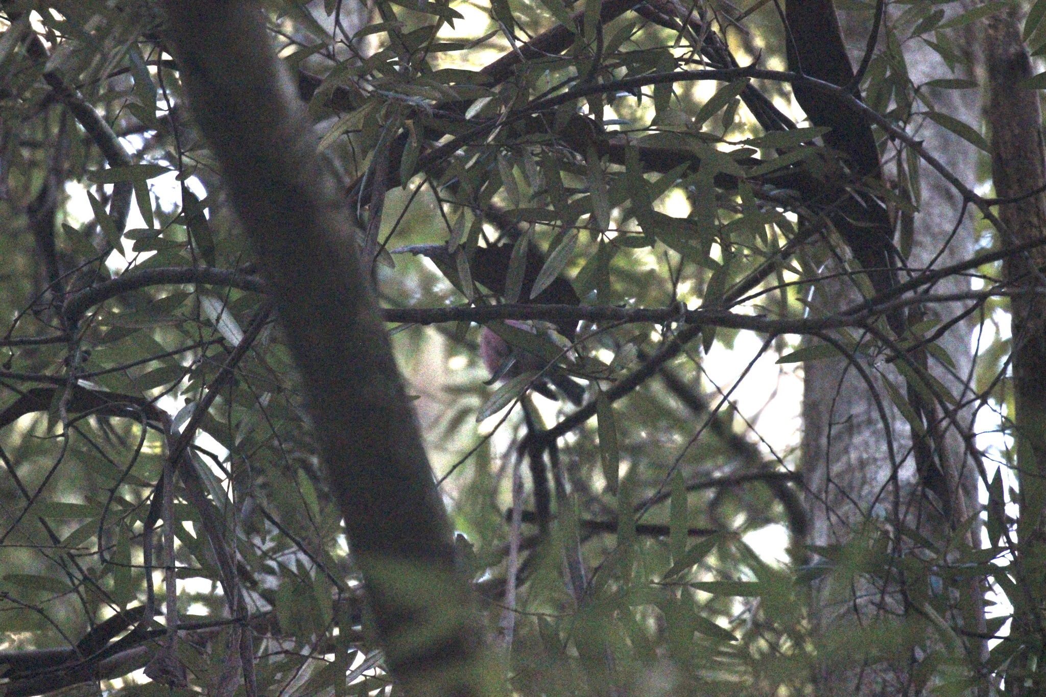 Pink Robin (Petroica rodinogaster), photo 9