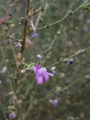 Sairocarpus vexillocalyculatus