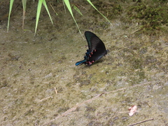 Papilio bianor thrasymedes