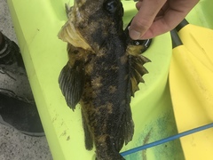 Sebastes chrysomelas