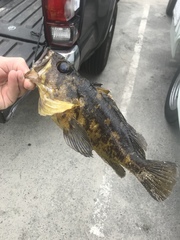 Sebastes chrysomelas