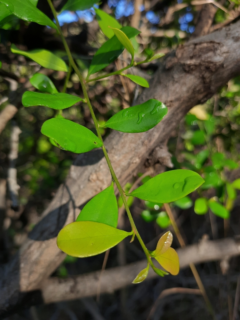 Thị ny hom – Diospyros ferrea