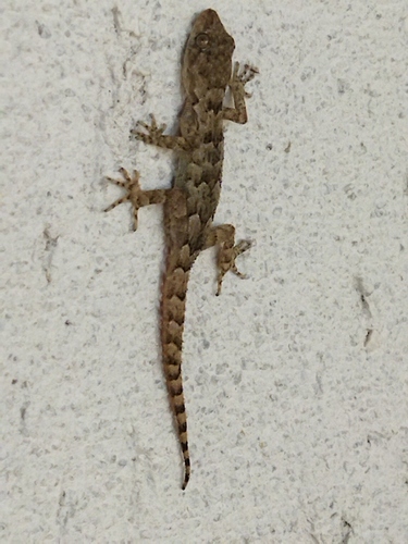 Mediterranean Thin-toed Gecko, 4292 Dobri dol, Bulgaria, photo 10 of 10