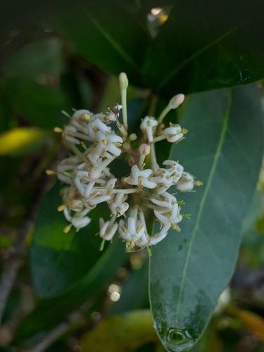 Image of Ixora pavetta by no rights reserved