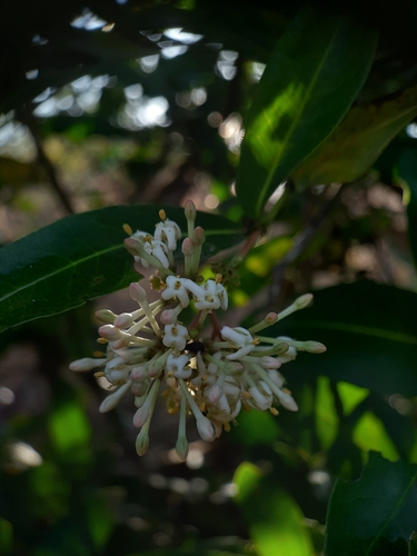 Image of Ixora pavetta by no rights reserved