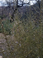 Sairocarpus vexillocalyculatus