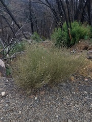 Sairocarpus vexillocalyculatus